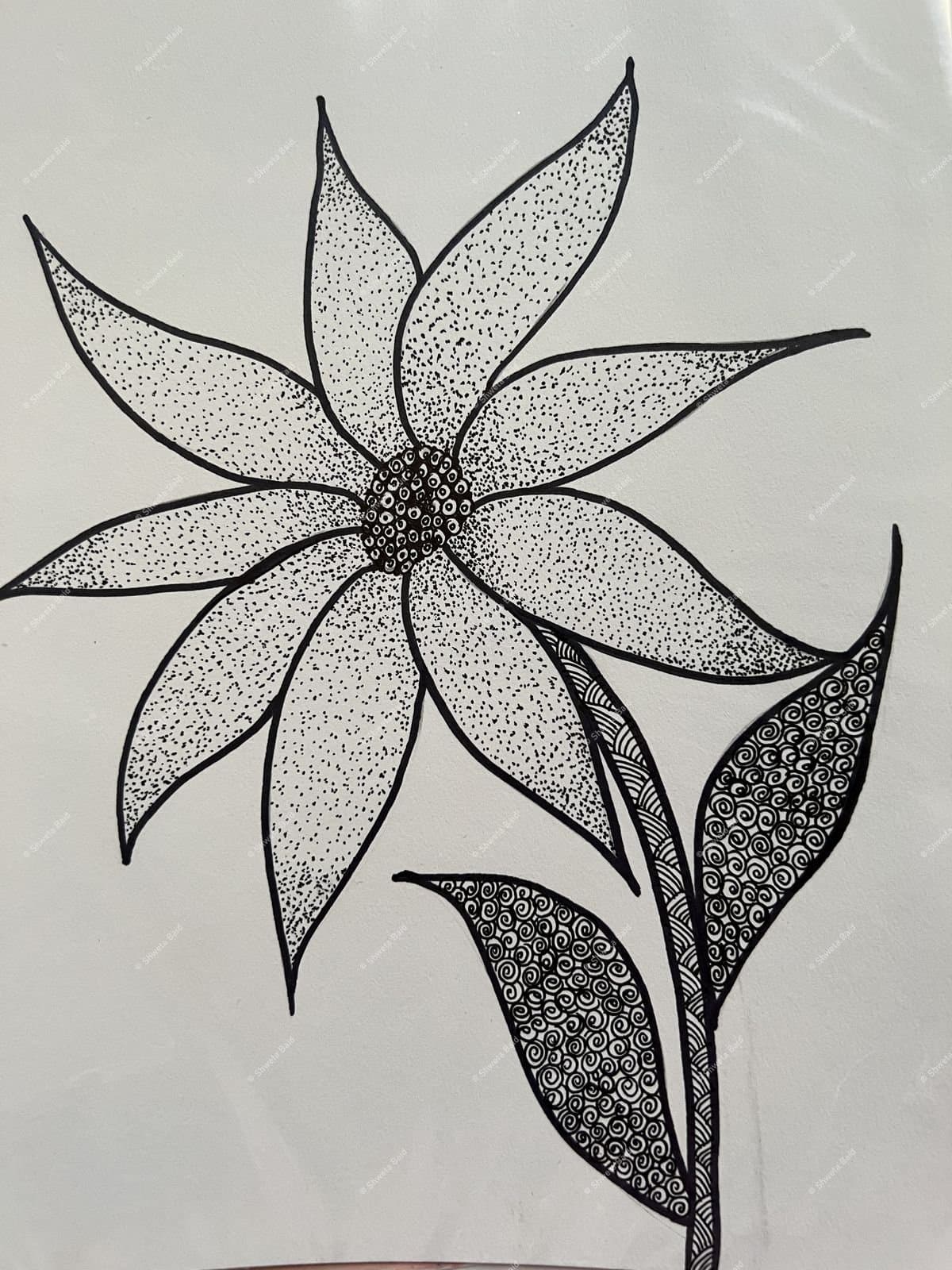 Stippled Sunflower in Bloom