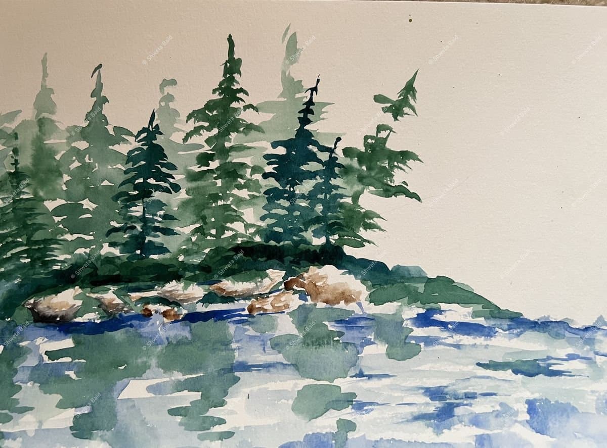 Evergreens By Rocky Shore