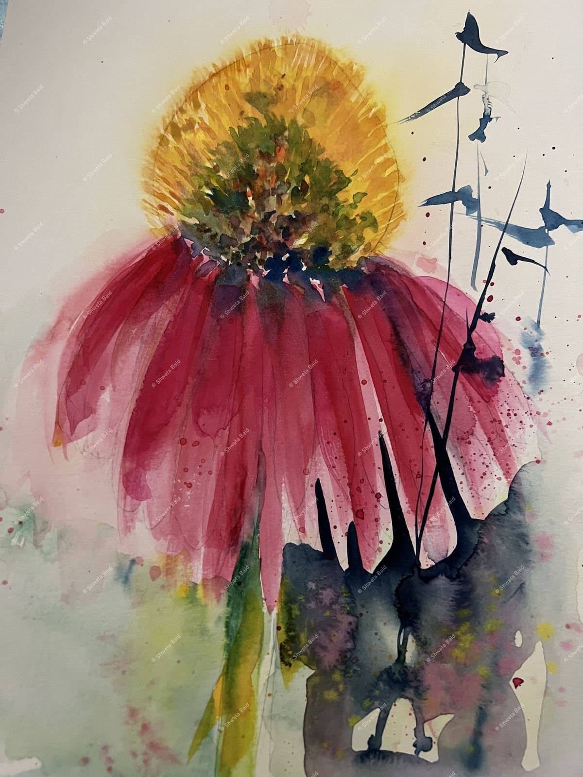 Crimson Coneflower in Bloom